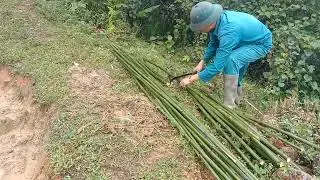 make a fence for planting rice seedlings for the crop