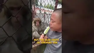 Never test a monkey&rsquo;s patience! 🍦🐒 Watch what happens when this little guy is ignored for too long!
