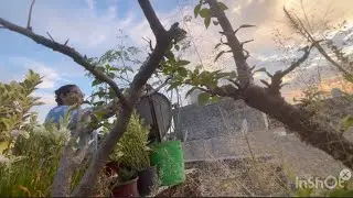 Deep cleaning my 4th floor terrace garden in less than 8 minutes || Urban Gardening ||   Organic