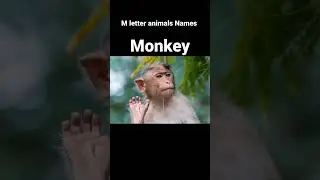 M letter animals Names With Images!! Animals Names Start With M!! Animals @ Sakala - Multi Colours.