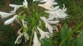 Agapanto/(Agapanthus umbellatus) L'H&eacute;r.[Ler Descri&ccedil;&atilde;o]#plantas