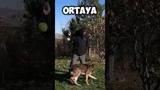 Workingline Germanshepherd Dog Moves  #gsd #dogtraining #workingline #igp #gsdlove #fyp #keşfet