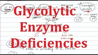 6. Glycolytic Enzyme Deficiency | PK deficiency | Glucokinase deficiency | Aldolase | PFK-1