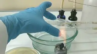 Bacterial simple staining