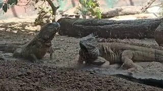 #padavalapvsk #travel #all #zoo #bharat #tour #allanimals #location #tourismindustry #tourism #views