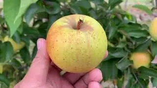 GoldRush (Co-op 38) Apple Tasting