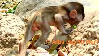 Alba Has Abnormal Walk Cos Has Leg Pain | Pity Alba Hurt So much Cos She Was Fall down|Sounds Monkey