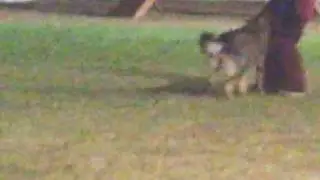 tara en Caribbean Dog Sport Club