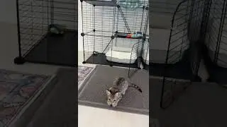 3am zoomies? Solved 😹✨ #kittens #rescuekittens #kittensoftiktok #catsoftiktok #catkennel