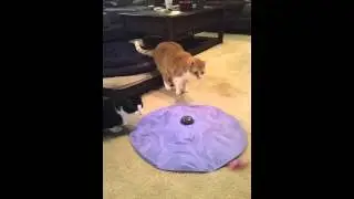 SmartyKat Hot Pursuit kitty toy