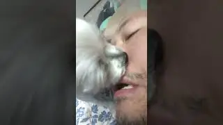 how many licks does it take to get to the center of your nose?