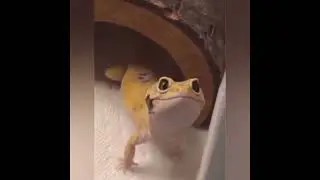 Adorable Smiling Gecko Wants to Make Your Day