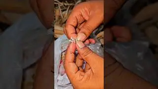 Fishing with ant eggs