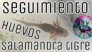 Seguimiento: Huevos de salamandra tigre Parte 3 (Ambystoma tigrinum)