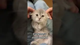 Watch this tiny kitten bring BIG smiles! 🐾💖 #CutenessOverload #KittenVibes
