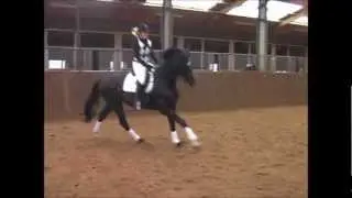 Galopp Zeitlupe