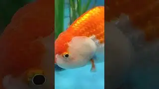INUSUAL estanque de Goldfish #acuarismo