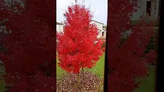 L'AUTUNNO nell' ACERO ROSSO🍁 #nature #autunno #autumn #acero #rosso #alberi #2025 #shorts