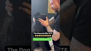 #Dog #chiroprator cracks a #poodle neck