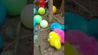 Color Balls Rainbow Color's Full Cute Chicks