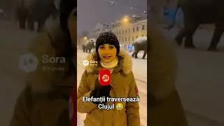 Elefanții traversează Clujul 😂 #elefanti #cluj #migratie