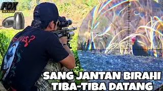 BERBURU AYAM HUTAN DI MUSIM GERSANG ‼️