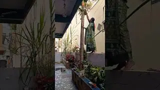 Oh my 🥺 I thought it was one thing 🤣😂The fruit broke, Roy 😂#garden #viral #pappaya #miandhraadapaduchu