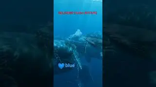 relaxing l'ic&ocirc;ne nature ASMR #animals #relxing #reels #nature #live #ocean #love #travel #shortvideo