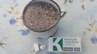 #Pigeon.От чего голуби падают на ноги и на крыло.