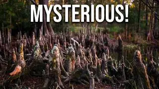 Exploring the mysterious cypress knees of W. G. Jones Forest .#forest #forestlife #video eo