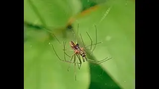 Spiders Mating -Neriene radiata (Family Linyphiidae: Sheetweb and Dwarf Weavers)