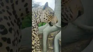 Ambaji gabar ka taigar suresh art