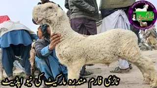 Nari farm mandi New update today | Nari farm mundra market | Bakra mandi rates update Nari farm 