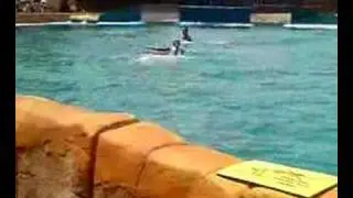 dolphin show mundomar
