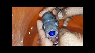 fish swallowed stone