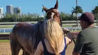 Curly Q Girl, by Curlin, races at Gulfstream Park on Christmas Eve 