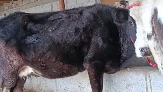 SHERBEK UZ в прямом эфире!