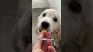 ⚠️ NEVER Feed These Vegetables to Your Dog! Deadly Foods You Must Avoid 🚨