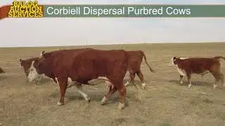 Corbiell Purbred Cows 2017