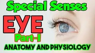 Special Senses-Eye [Unit-VI Part-I] Anatomy and Physiology, Structure of Eye For Bsn  By Farman KMU.