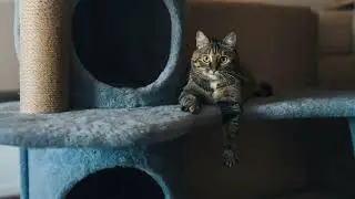 Calm Lo-Fi Nights & Cozy Cat Vibes 🎧 | Music for Relax & Focus