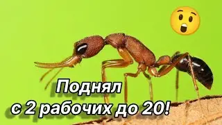 Harpegnathos saltator с 2 до 20 рабочих
