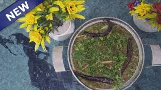 Kali masoor ki daal kukar meain aise banaenge to     Tarifo ke pul band jaynge 