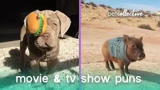 Animal Movie & TV Puns | The Pet Collective