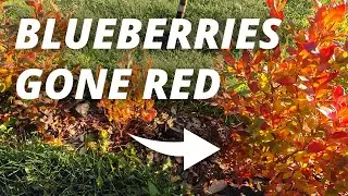 Why Are My Blueberry Leaves Turning Red? (Here&rsquo;s Why & How to Fix It)