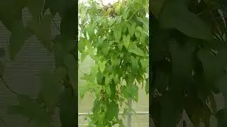 Диоскорея, ямс  #огород #дача #экзотика
