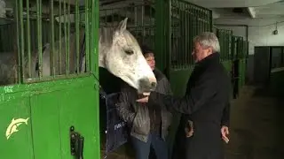 Political horse-trading threatening Poland's prized Arabians?