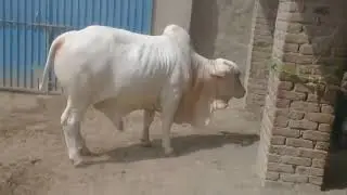 Nukra Bull - Nukra Bachra #shorts #viralvideo  #viralshort