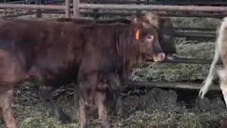 The Cattle Range Listing #802C909-201