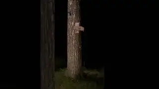 NORTHERN FLYING SQUIRREL